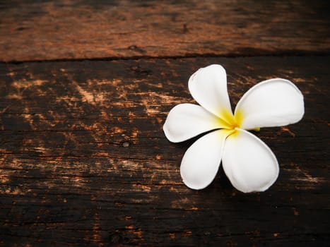 Close up white plumeria flower on wood board with copy space