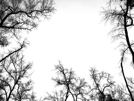 Black dead tree branch white background with copy space