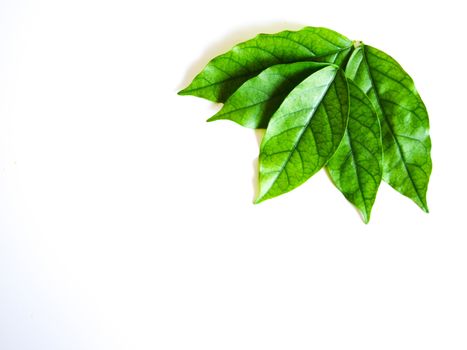 Close up green leaf on isolated white background with copy space