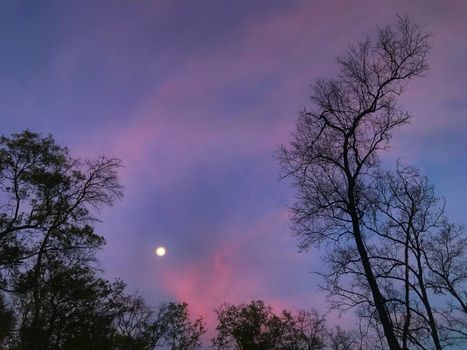 Beautiful mangrove forest on purple sky background