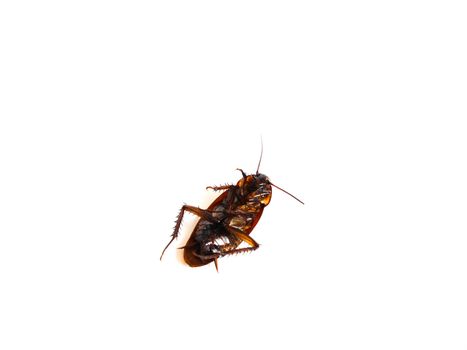 Cockroach dead on isolated white background with copy space