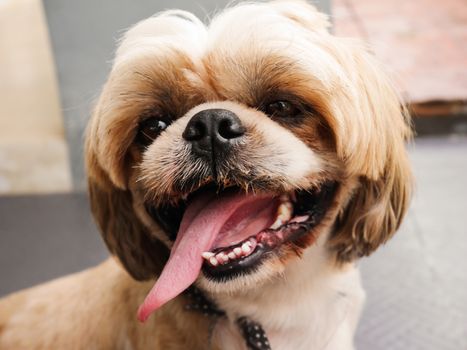 Close up cute dog smily face