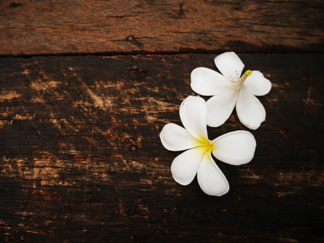 Close up two white plumeria flower on wood board with copy space