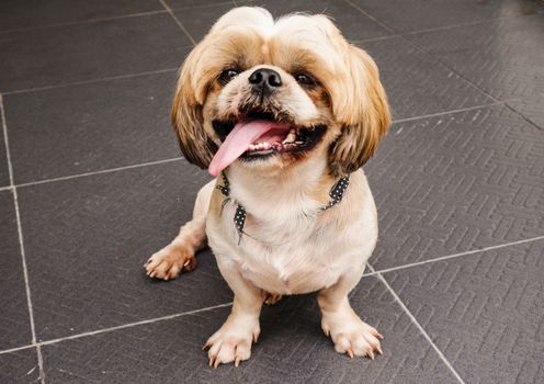 Close up cute dog smily face and sitting on the floor