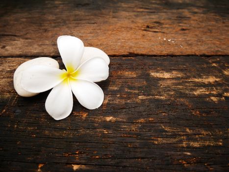 Close up white plumeria flower and white stone on wood board with copy space