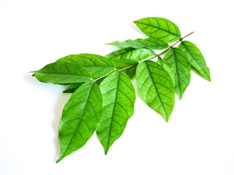 Close up green leaf on isolated white background