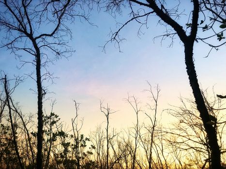 Beautiful mangrove forest on blue sky background with copy space