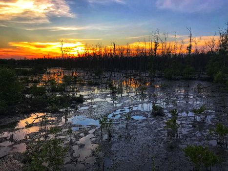 Beautiful sunset, cloud, dusk sky, silhouette in mangrove forest