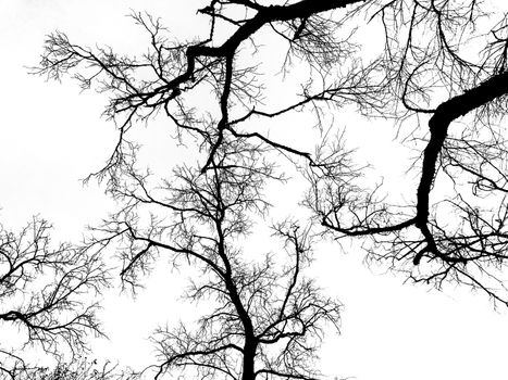 Black dead tree branch white background 