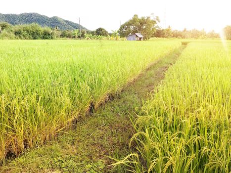 Beautiful golden rice field, ridge and light flare