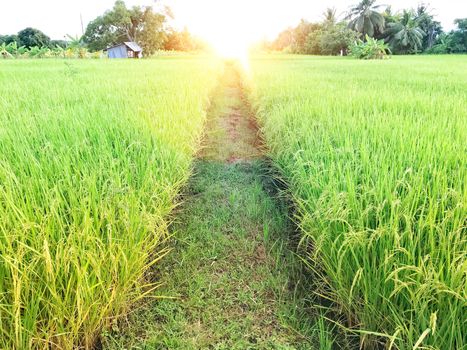 Beautiful golden rice field, ridge and light flare