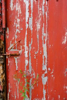 Old wood door painted red, background texture