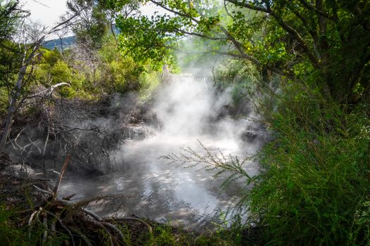 Rotorua volcanic hot springs in forest, New Zealand