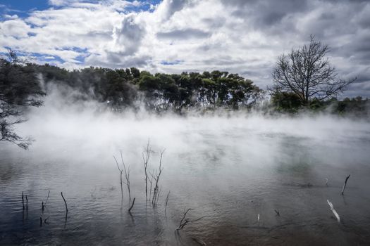 Misty lake and forest in Rotorua volcanic area, New Zealand