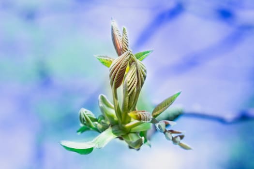 Postcard of fresh new bud leaves of spring tree close-up on colourful bokeh background