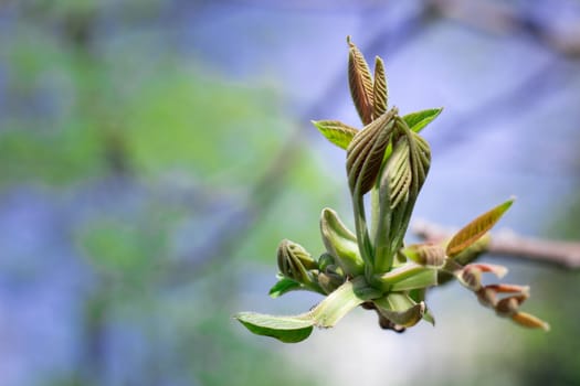 Postcard of fresh new bud leaves of spring tree close-up on colourful bokeh background