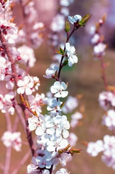 Postcard of fresh blossom flowers on spring cherry tree close-up on colourful bokeh blur background