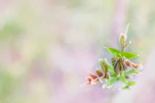 Postcard of fresh new bud leaves of spring tree close-up on colourful bokeh background