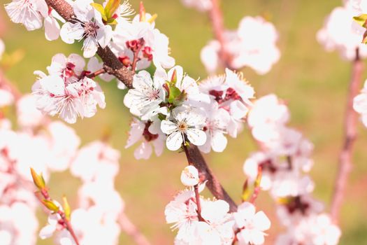 Postcard of fresh blossom flowers on spring cherry tree close-up on colourful bokeh blur background