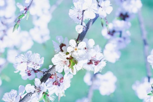 Postcard of fresh blossom flowers on spring cherry tree close-up on colourful bokeh blur background