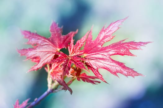 Postcard of fresh new red leaves of spring maple close-up on colourful bokeh background