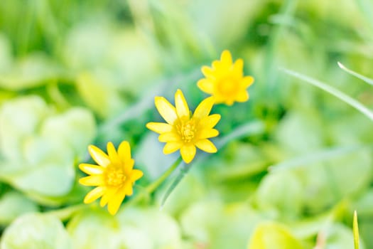 Three yellow spring blossom flowers on green grass leaves bokeh blur background