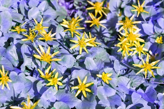 Yellow spring blossom flowers on purple grass leaves background