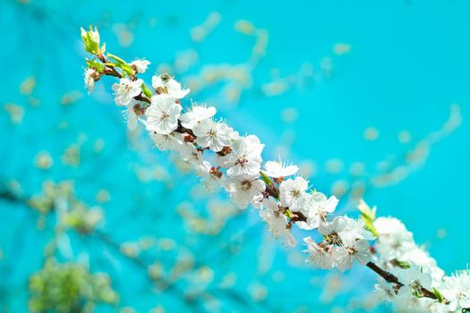 Postcard of fresh blossom flowers on spring cherry tree close-up on colourful bokeh blur background