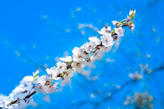 Postcard of fresh blossom flowers on spring cherry tree close-up on colourful bokeh blur background