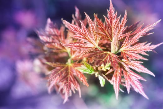 Postcard of fresh new red leaves of spring maple close-up on colourful bokeh background