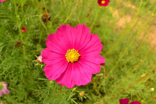 Focus pink cosmos on green background