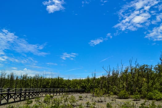 Wooden bridge in mangrove forest and blue sky in thailand