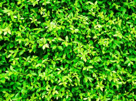 Fresh green leaf background