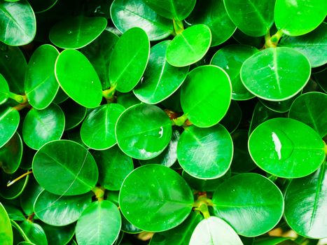 Close up dewdrop on green leaf background