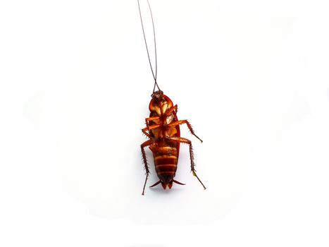 Cockroach dead on white background