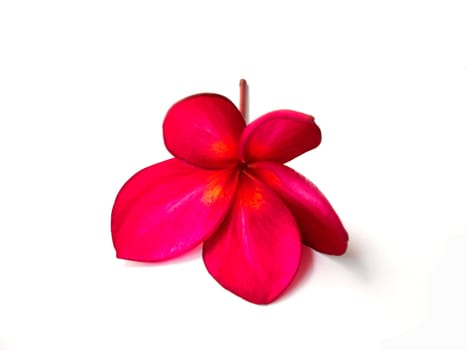 Beautiful red plumeria flower isolated on white background