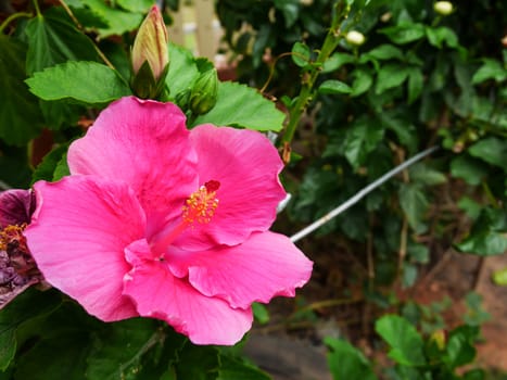 Big pink hibicus on green leaf background with copy space