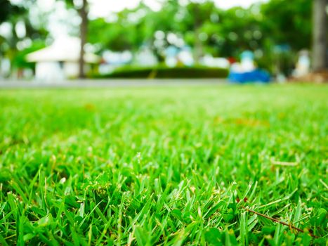 Close up beautiful green grass in park on blur background