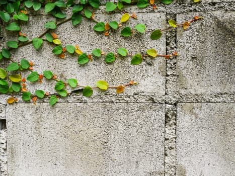 Creep tree growth on old brick wall with copy space