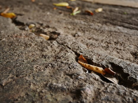 Brown dead leaf in cracked on the floor