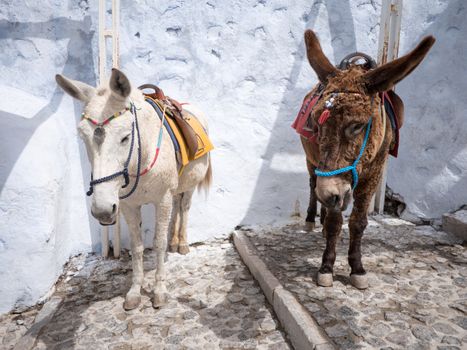 The donkeys of Santorini island in Cyclades used for transportation, Greece