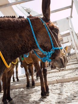 The donkeys of Santorini island in Cyclades used for transportation, Greece