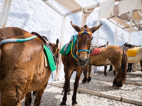 The donkeys of Santorini island in Cyclades used for transportation, Greece