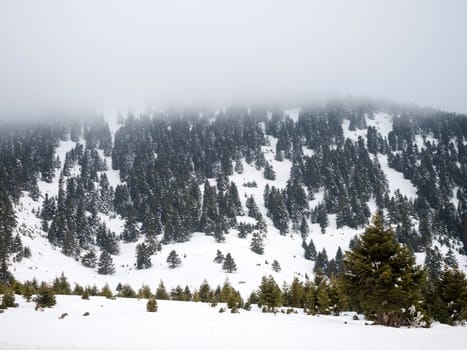 Landscape of a mountain with trees covered with clouds and snow, Helmos, Greece