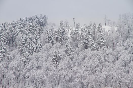 Beautiful winter landscape in the forest