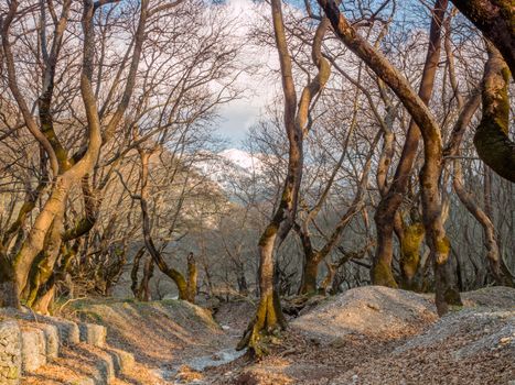 Big trees in a forest with fallen leaves in Helmos mountain