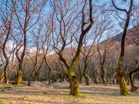 Big trees in a forest with fallen leaves in Helmos mountain