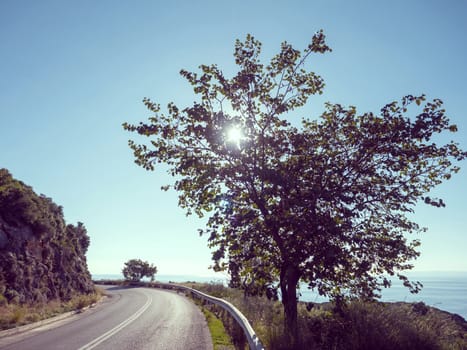 Road with a tree in Mani region in Laconia Peloponnese,Greece