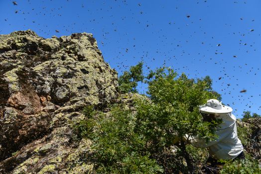 Swarms of aggressive bees