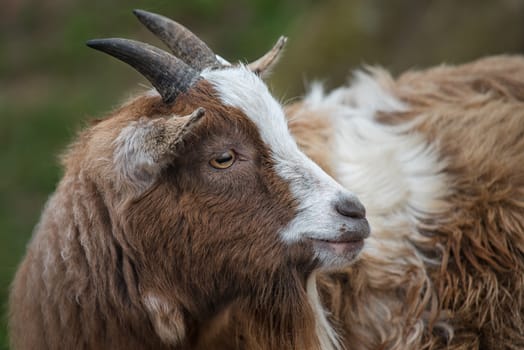 Very close photograph of the head of a goat showing the side of the face